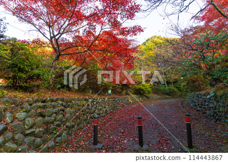 Autumn in the ancient city of Kamakura: Autumn leaves at Genjiyama Park Autumn in the ancient city of Kamakura: Autumn leaves at Genjiyama Park 114443867