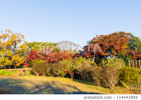 古都鎌倉的秋天-源氏山公園的紅葉 古都鎌倉的秋天-源氏山公園的紅葉 114443908