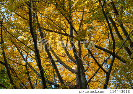 Autumn in the ancient city of Kamakura: Autumn leaves at Genjiyama Park 114443918