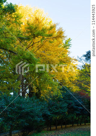 Autumn in the ancient city of Kamakura: Autumn leaves at Genjiyama Park 114443925