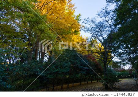 Autumn in the ancient city of Kamakura: Autumn leaves at Genjiyama Park Autumn in the ancient city of Kamakura: Autumn leaves at Genjiyama Park 114443927