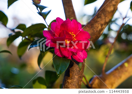Autumn in the ancient city of Kamakura: Camellia flowers in Genjiyama Park 114443938