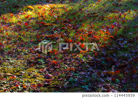 古都鎌倉的秋天－源氏山公園的紅葉 114443939