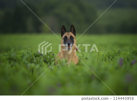 An elderly female Belgian Shepherd Malinois with a gray muzzle in an alfalfa field 114443958