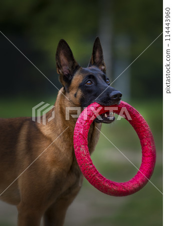 dog, animal, shepherd 114443960