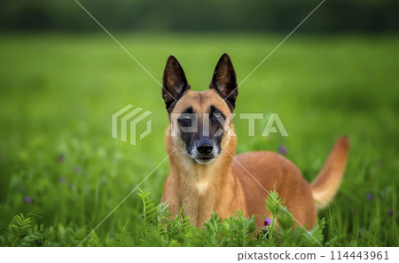 An elderly female Belgian Shepherd Malinois with a gray muzzle in an alfalfa field An elderly female Belgian Shepherd Malinois with a gray muzzle in an alfalfa field 114443961