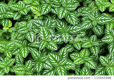 Impatiens arianae has beautiful continuous leaf patterns with variegated veins. Impatiens arianae has beautiful continuous leaf patterns with variegated veins. 114443996