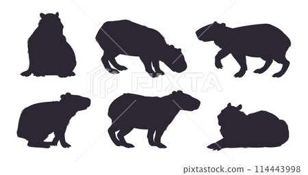 Capybara silhouette set. Cute mammal hydrochoerus, semi-aquatic capybaras wild animals stencil flat vector illustration set. Capybara silhouette collection 114443998