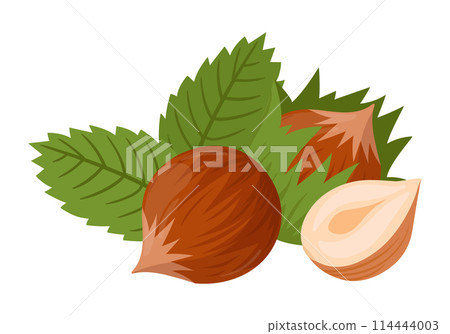Cartoon hazelnut. Organic raw hazel with leaves, tasty snacks for vegetarian diet flat vector illustration. Hazelnut on white Cartoon hazelnut. Organic raw hazel with leaves, tasty snacks for vegetarian diet flat vector illustration. Hazelnut on white 114444003