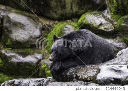 睡覺在岩石上的亞洲黑熊 114444043