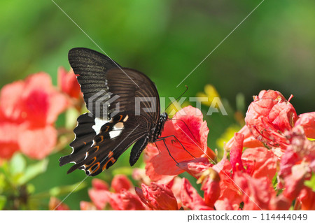 玉斑鳳蝶 114444049