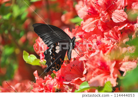 Monkeyeageha Monkeyeageha 114444053