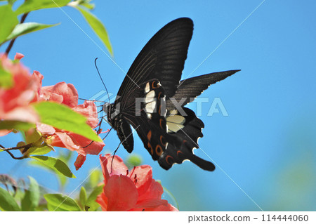 Monkeyeageha Monkeyeageha 114444060