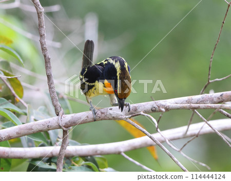 Golden-breasted Barbet Golden-breasted Barbet 114444124