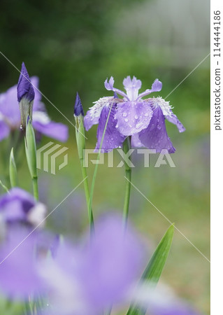 Iris flowers blooming in the rain 114444186