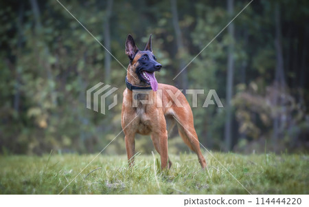 Belgian shepherd malinois dog on the forest background Belgian shepherd malinois dog on the forest background 114444220