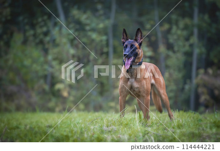 Belgian shepherd malinois dog on the forest background Belgian shepherd malinois dog on the forest background 114444221
