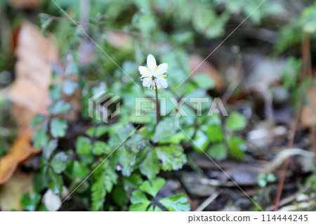 Blooming Coptis japonica flower 114444245