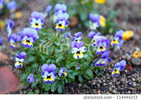 Refreshing viola flowers Refreshing viola flowers 114444253