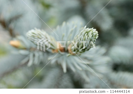 Background image of a young branch with needles of a blue Christmas tree Background image of a young branch with needles of a blue Christmas tree 114444314