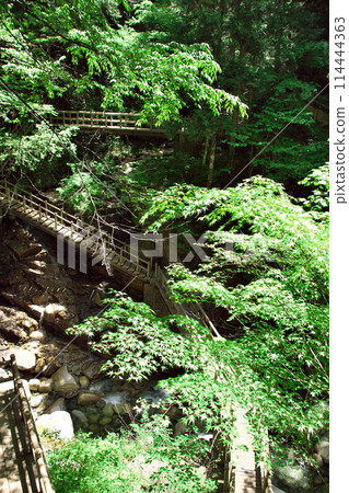 湯森公園 新綠龍神瀑布 木製長廊3 湯森公園 新綠龍神瀑布 木製長廊3 114444363