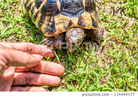 East Hermann's tortoise taking a walk 114444377