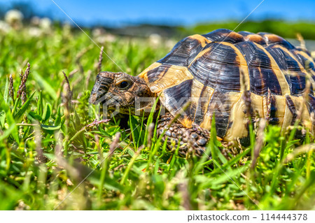 East Hermann's tortoise taking a walk 114444378