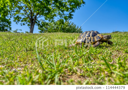 東赫爾曼的烏龜散步 114444379