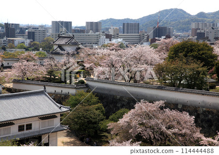 日本城堡姬路城 - 櫻花盛開的春天風景 日本城堡姬路城 - 櫻花盛開的春天風景 114444488