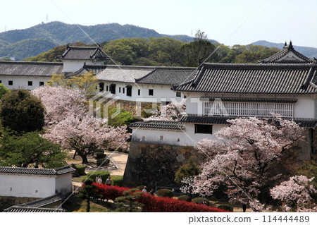 日本城堡姬路城 - 櫻花盛開的春天風景 日本城堡姬路城 - 櫻花盛開的春天風景 114444489