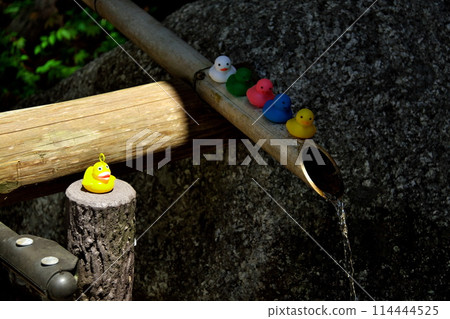 神社鴨子玩具隊列 114444525