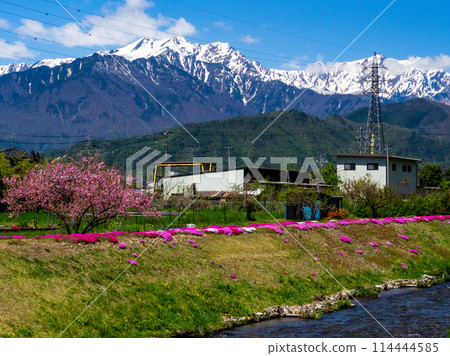 長野縣大町市北阿爾卑斯山野谷川公園,長滿福祿考和殘雪 長野縣大町市北阿爾卑斯山野谷川公園,長滿福祿考和殘雪 114444585