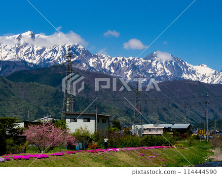 Moss pinks blooming on the riverbank at Nougugawa Park in Omachi City, Nagano Prefecture 114444590