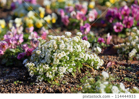 Alissam's flower 114444933