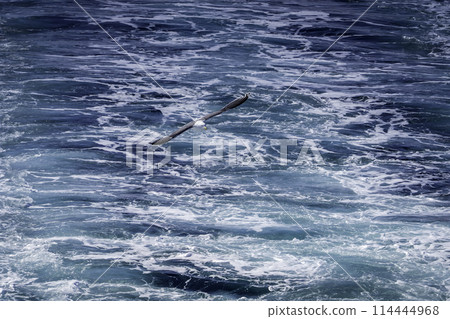 Seagulls flying over the sea Seagulls flying over the sea 114444968