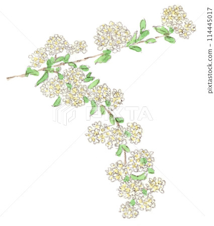 A watercolor illustration of a spring to early summer plant, the cute white flower of the Japanese quince A watercolor illustration of a spring to early summer plant, the cute white flower of the Japanese quince 114445017
