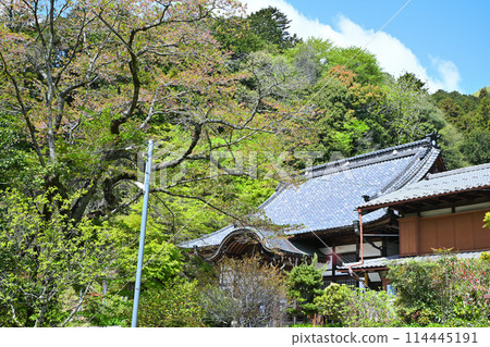 龍圓寺院內 春新綠時節 越生町 114445191