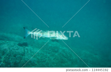 Atka mackerel from the Shakotan Peninsula Atka mackerel from the Shakotan Peninsula 114445192