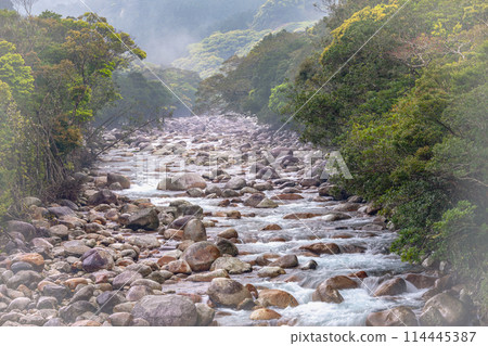 Fresh greenery shines in the Miyanoura River Valley, Yakushima, an offshore Alps Fresh greenery shines in the Miyanoura River Valley, Yakushima, an offshore Alps 114445387