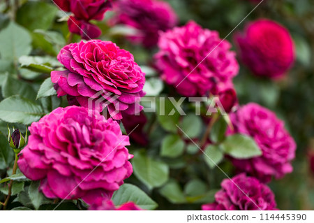 埼玉縣伊那町制度執行紀念公園玫瑰園 114445390