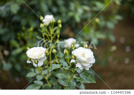 Saitama Prefecture Ina Town Establishment Memorial Park Rose Garden Saitama Prefecture Ina Town Establishment Memorial Park Rose Garden 114445396