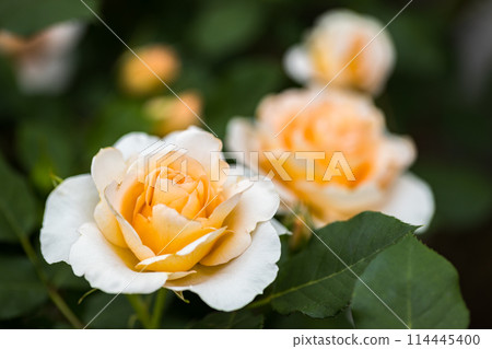 Saitama Prefecture Ina Town Establishment Memorial Park Rose Garden Saitama Prefecture Ina Town Establishment Memorial Park Rose Garden 114445400