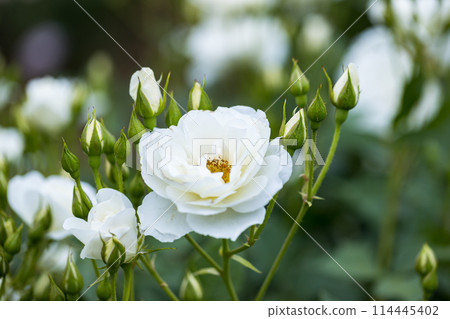 Saitama Prefecture Ina Town Establishment Memorial Park Rose Garden Saitama Prefecture Ina Town Establishment Memorial Park Rose Garden 114445402