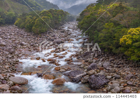 Fresh greenery shines in the Miyanoura River Valley, Yakushima, an offshore Alps Fresh greenery shines in the Miyanoura River Valley, Yakushima, an offshore Alps 114445403