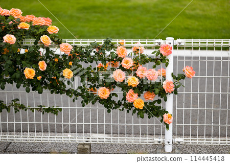 Saitama Prefecture Ina Town Establishment Memorial Park Rose Garden Saitama Prefecture Ina Town Establishment Memorial Park Rose Garden 114445418