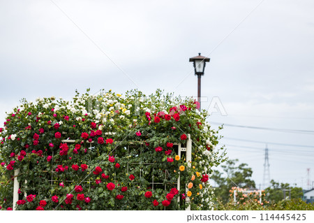 埼玉縣伊那町制度執行紀念公園玫瑰園 114445425