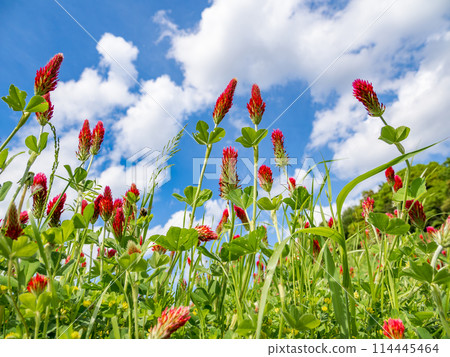 Crimson clover shining against the blue sky (21st Century Forest and Square, Matsudo City, Chiba Prefecture) 114445464