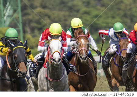 Scenery of a horse racing track: Horses running in a straight line, Niigata City, Niigata Prefecture 114445539