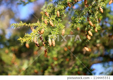 Tsuga fruit 114445551