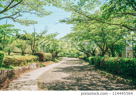 Fresh greenery at Hitachi Fudoki Hills in Ishioka, Ibaraki Prefecture (May) 114445564
